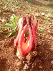 Hydnora africana