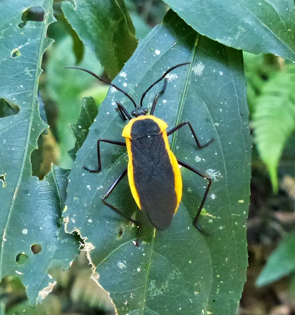 Laminiceps lutescens