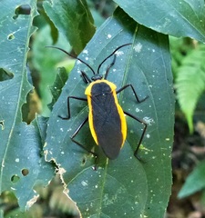 Laminiceps lutescens