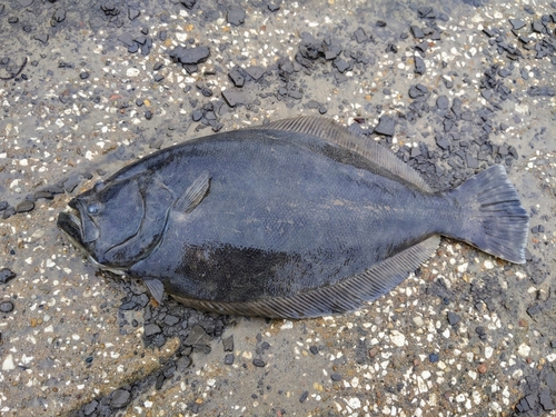 Southern Flounder