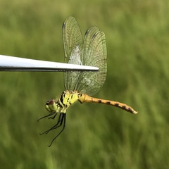 Sympetrum kunckeli
