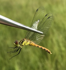 Sympetrum kunckeli