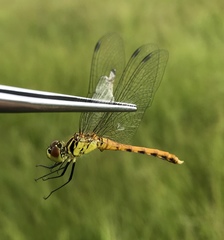 Sympetrum kunckeli