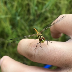 Sympetrum kunckeli
