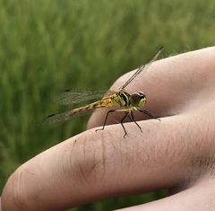 Sympetrum kunckeli