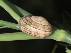 Xerosecta arigonis