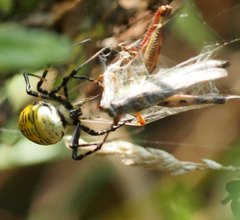 Argiope trifasciata