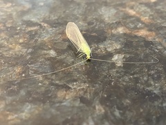 Leucochrysa floridana