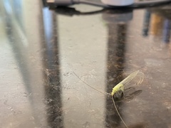 Leucochrysa floridana