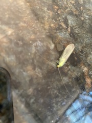 Leucochrysa floridana