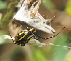 Argiope trifasciata