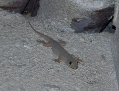 Hemidactylus flaviviridis