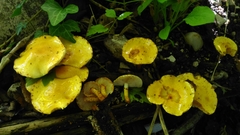 Pholiota lucifera