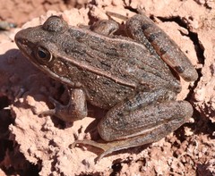 Lithobates blairi