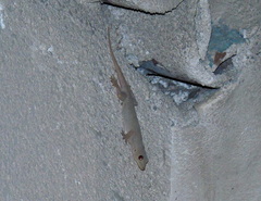 Hemidactylus flaviviridis