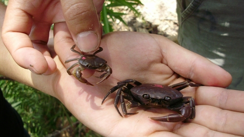 Pseudothelphusa jouyi