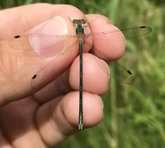 Lestes japonicus