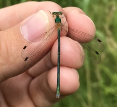 Lestes japonicus
