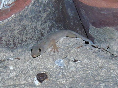 Hemidactylus flaviviridis