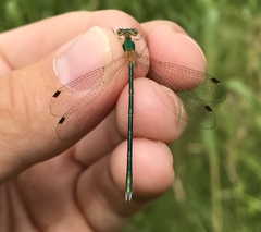 Lestes japonicus