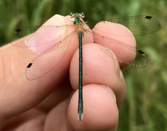 Lestes japonicus