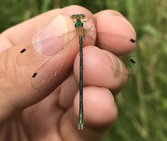Lestes japonicus