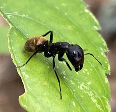 Camponotus chrysurus