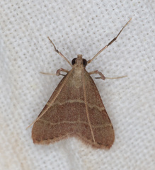 Arta epicoenalis