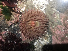 Urticina clandestina