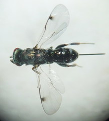 Monodontomerus obscurus
