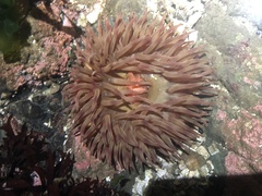 Urticina clandestina