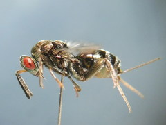 Monodontomerus obscurus