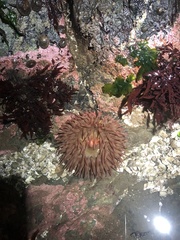 Urticina clandestina