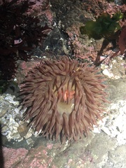 Urticina clandestina