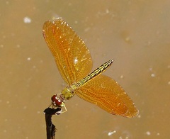 Perithemis electra