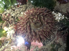 Urticina clandestina