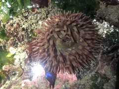 Urticina clandestina