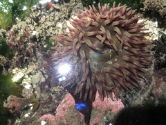 Urticina clandestina