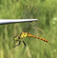 Sympetrum kunckeli