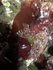 Urticina clandestina