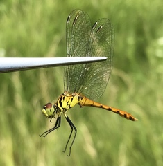 Sympetrum kunckeli