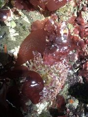 Urticina clandestina