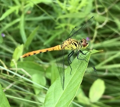 Sympetrum kunckeli