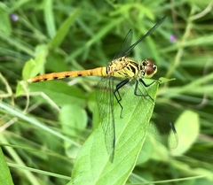 Sympetrum kunckeli