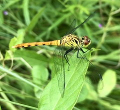 Sympetrum kunckeli