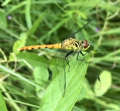 Sympetrum kunckeli