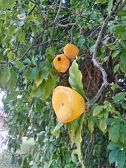 Leuenbergeria bleo
