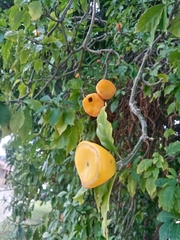 Leuenbergeria bleo