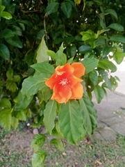 Leuenbergeria bleo