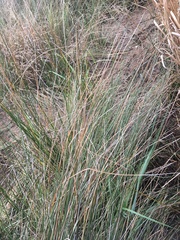Juncus roemerianus